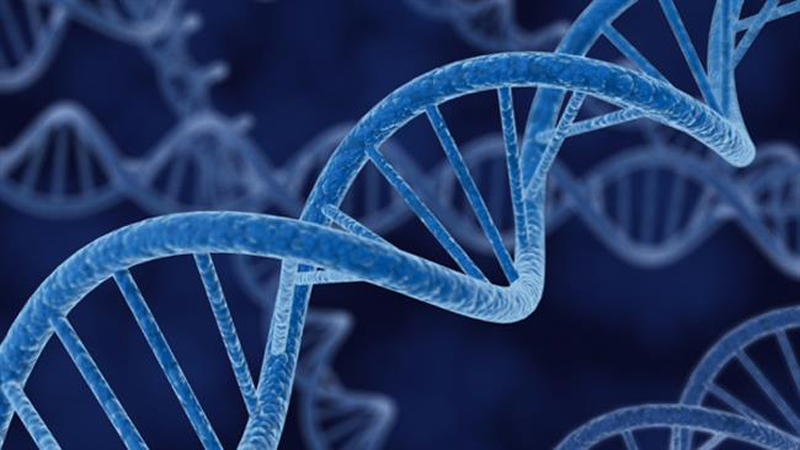 نقش ژنهای موتاسیون یافته درتولید سرطانهای انسان